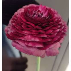 Ranunculos Ecu. Burgundy 40cm