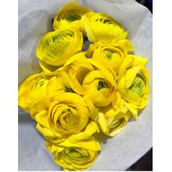 Ranunculos Ecu. Amarillo Amandine 40cm