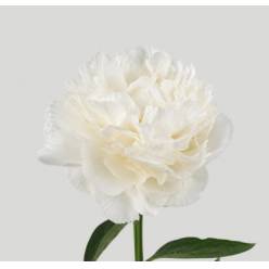 Peonia Nac. Bowl Of Cream 60cm Bl. "AA"