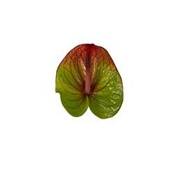 Anthurium Hol. Absolute �13  "CC12"