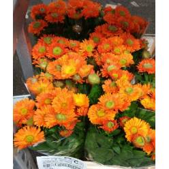 Calendulas Green Spot Orange 50cm