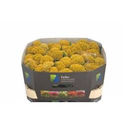 Celosia Cresta Reprise Gold 60cm