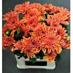 Dalia Hol. Overig Naranja 50cm "T10"