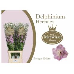 Delphinium Hol. Du Dew Hercule 50cm "T10"