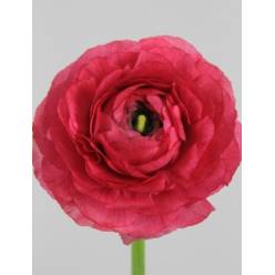 Ranunculos Hol. Elegance Hot Pink 45cm 40gr