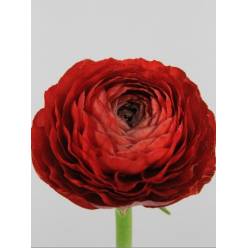 Ranunculos Hol. Elegance Red 45cm 40gr