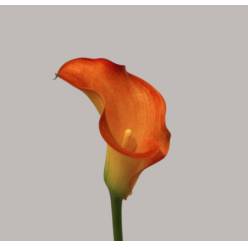 Calla Captain Serengeti 55cm