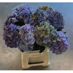 Hortensia Hol. My Riviera Classic 60cm �14/16