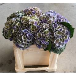 Hortensia Hol. My Riviera Classic 60cm �16/18