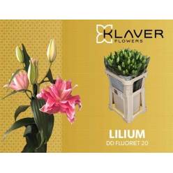 Oriental Hol. Rs. Dutch Fluoriet 75cm 2/3 fl.