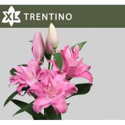Oriental Hol. Rs. Doble Trentino 80cm 3/4 fl.