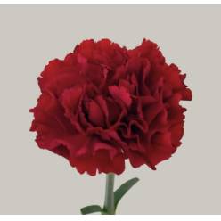 Clavel Nac. 60cm Granate
