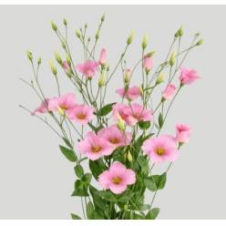 Lisiantus Nac. Botanic Rosa 70cm