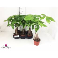 P. Pachira Aquatica 14/55cm x7