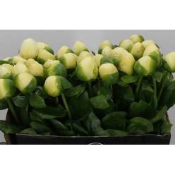 Peonia Early Sensation 60cm