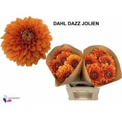 Dalia Hol. Jolien 80cm "CC15"