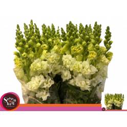 Antirrhinum Hol. Madame Butterfly Ivory White
