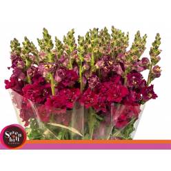 Antirrhinum Hol. Madame Butterfly Red
