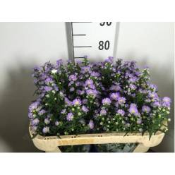 Aster Hol. Cassandra 70cm 15gr "T25"