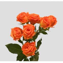 Ramificada Orange Dimension 50cm