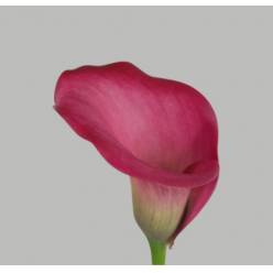 Calla Zazu 55cm Fres. (7 Dias - 2�)