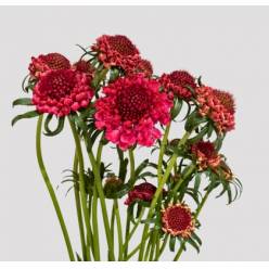 Scabiosa Nac. Roja 65cm (7 Dias - 2�)