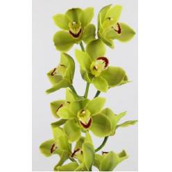 Cymbidium Jungle Trail 80cm Vd. (7 Dias - 2�)