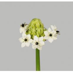 Ornitogalum Hol. Bola 70cm A2 (7 Dias - 2�)
