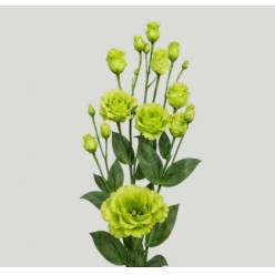 Lisiantus Hol. G Rosan Br Green 70cm 55gr "T10" (7 Dias - 2�)