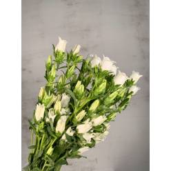 Campanula Hol. M Champion Whit 75cm (7 Dias - 2�)