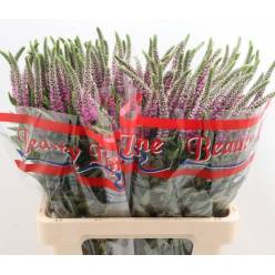Veronica Skyler Pink 50cm (7 Dias - 2�)