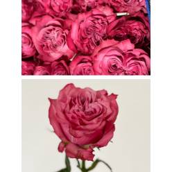 Rosa Col. Country Blues 40cm (7 Dias - 2�)