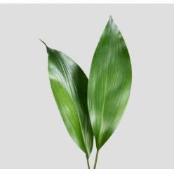 Aspidistra 70cm "T50" (7 Dias - 2�)