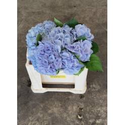 Hortensia Hol. My Heaven 50cm �16/18cm Lav. (7 Dias - 2�)