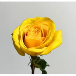 Rosa Ecu. Goldfinich 60cm Am. (7 Dias - 2�)