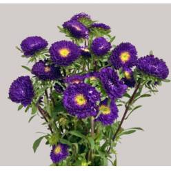 Calistepus Italia Dark Blue 70cm "T20" (7 Dias - 2�)