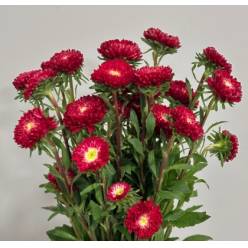Calistepus Italia Red 70cm "T20" (7 Dias - 2�)