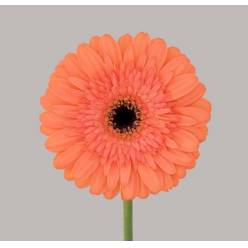 Gerbera Hol. Colin "T25" (7 Dias - 2�)