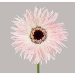 Gerbera Hol. Gerspider Cream Springs "T25" (7 Dias - 2�)