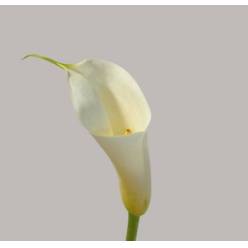Calla Gr. Eydolls White 90cm (7 Dias - 2�)