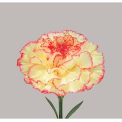 Clavel Nac. 70cm Lorca Bic. (7 Dias - 2�)