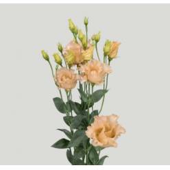 Lisiantus Hol. Falda Apricot 70cm 55gr "T10" (7 Dias - 2�)
