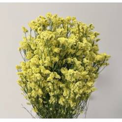 Limonium Nac. Hibrido Amarillo 80cm Paq. (7 Dias - 2�)
