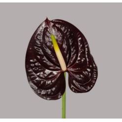 Anthurium Hol. Showtime Ng. �13  "CC12" (7 Dias - 2�)