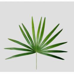 Hoja Rhapis 52cm (7 Dias - 2�)