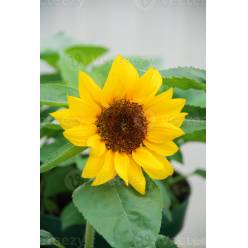Girasol Nac. Mini 60cm