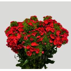 Dianthus Barbatus Italia Baron Breanthus 60cm "T30" Rj.