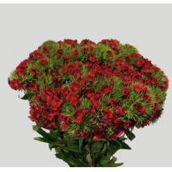 Dianthus Barbatus Italia Jolly Breanthus 60cm "T30"