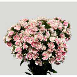Dianthus Barbatus Italia Lindo Pink 60cm "T30"