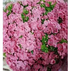 Dianthus Barbatus Italia Pink Breanthus 60cm "T30"